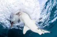 Ocean Overlord Shark Puzzle Screen Shot 3