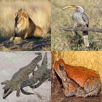 Animal Kingdom : Africa (Quiz/Trivia)