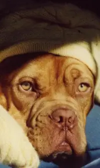 Dogue de Bordeaux Puzzle Screen Shot 0