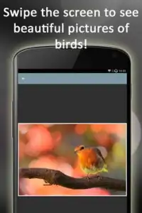 Pássaros quebra-cabeça Screen Shot 0