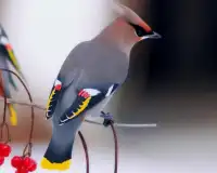 الطيور بانوراما الألغاز Screen Shot 3