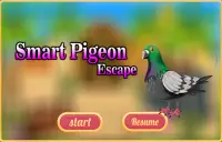 Pigeon Escape Cerdas Screen Shot 0