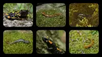 Salamander Jigsaw Puzzles Screen Shot 0