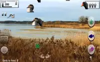 A tiny Miracle - Feed My Birds Screen Shot 15