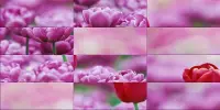 Tulip Tile Puzzles Screen Shot 2