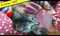 Paper Bag MOMO 2 (cat app) Screen Shot 3