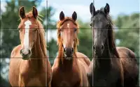 Puzzle - Beautiful Horses Screen Shot 2