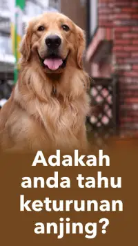 Anjing anjing Meneka Kuis Anjing - Quiz Screen Shot 0