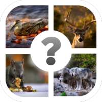 Animal Quiz - Guess Animals