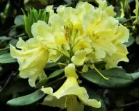 Fleurs Azalea Jigsaw Puzzle Screen Shot 2