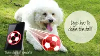 Tease dog ball simulator Screen Shot 0