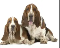 Basset Hound Jigsaw Puzzle Screen Shot 4