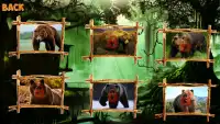 دب الغابة هجوم 3D Screen Shot 1