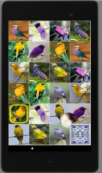 Игра на память. Птицы. 6  Screen Shot 11