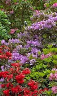 Fleurs Azalea Jigsaw Puzzle Screen Shot 0