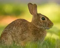 ウサギのジグソーパズルゲーム Screen Shot 3