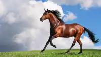Horse Puzzle Jigsaw for Kids Screen Shot 2