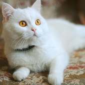 أبيض القطط اللغز