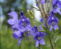 Monkshood Jigsaw Puzzles Screen Shot 3