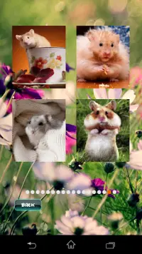 Teka-teki haiwan kesayangan Hamster Screen Shot 2