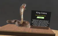 10 Top Deadliest Reptiles on The Planet in VR Screen Shot 2