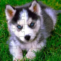 Huskies Dogs Jigsaw Puzzles Giochi gratuiti 🧩🐕🧩 Screen Shot 3