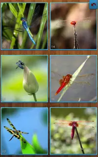 Quebra-cabeças de libélula Screen Shot 0